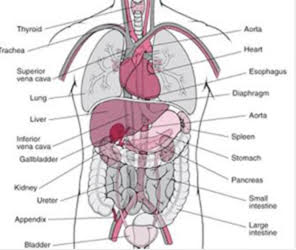organs, including digestive system