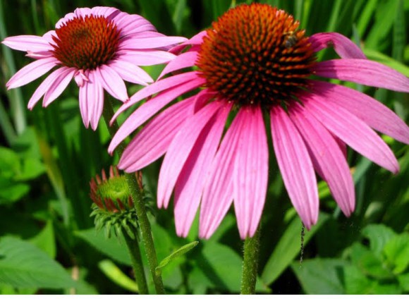 echinacea