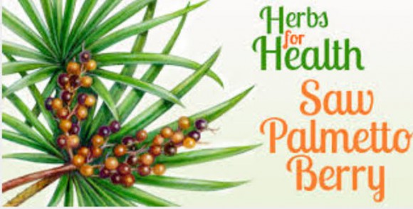 palmetto banner