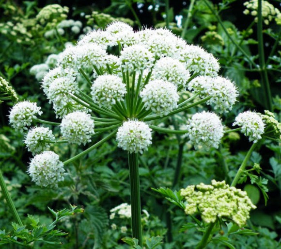 quotes about angelica plant