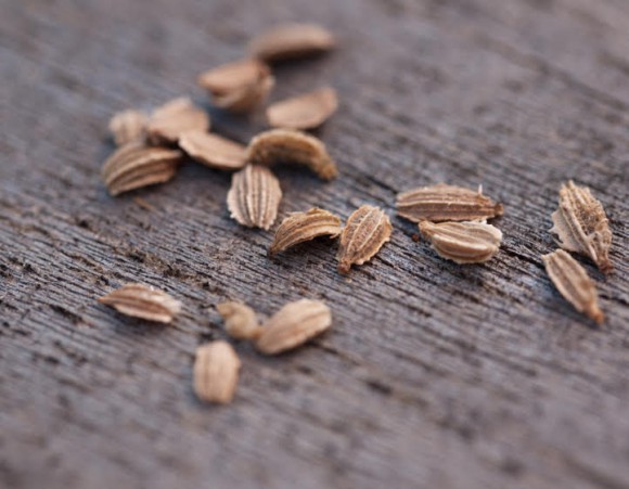 carrot seeds