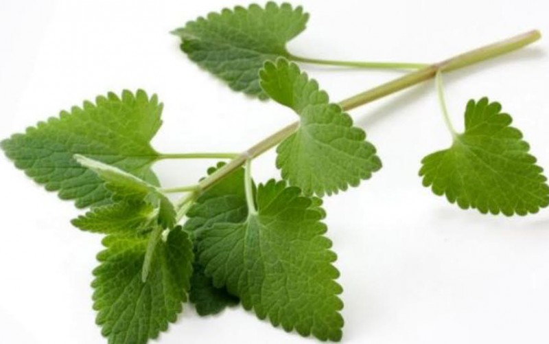 20 Best Herbs For Gas Perfect Health At Home