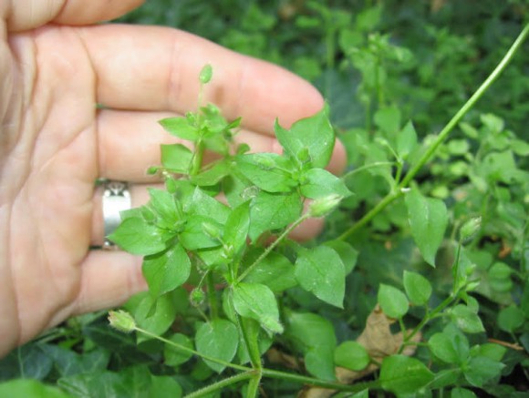 chickweed 2