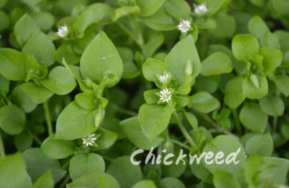 chickweed