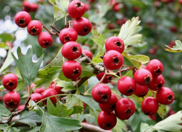 Hawthorn berries