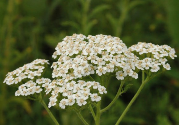 yarrow