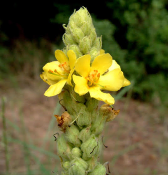 Medicinal Uses Of Mullein and Side Effects - Perfect Health At Home