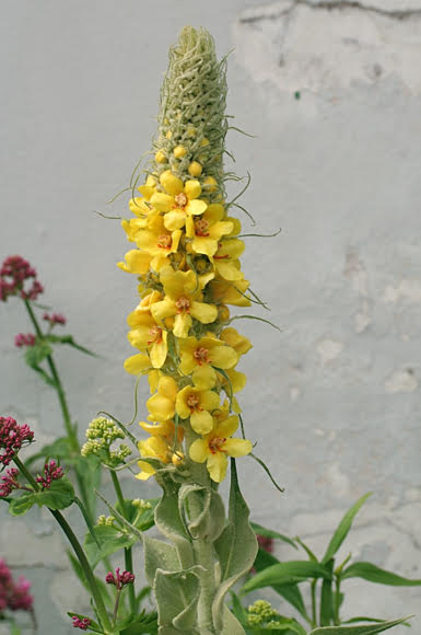 Medicinal Uses Of Mullein and Side Effects - Perfect Health At Home