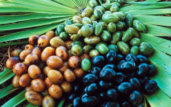 saw palmetto2