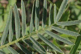 astragalus plant